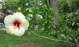 Hibiscus