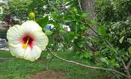 Hibiscus