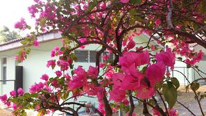 Bougainvillea