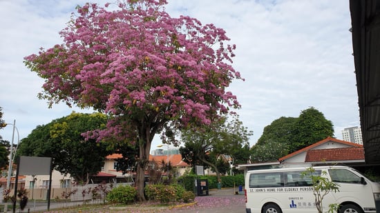Jacaranda tree in our car park