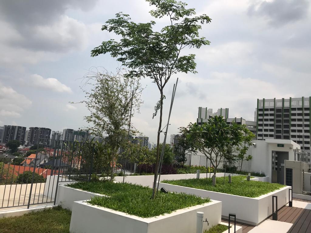 Community Roof Garden